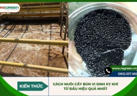 Cách nuôi cấy bùn vi sinh kỵ khí từ đầu hiệu quả nhất