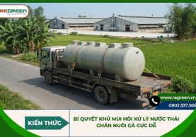 Bí quyết khử mùi hôi xử lý nước thải chăn nuôi gà cực dễ