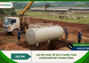 Dự án thực tế xử lý nước thải chăn nuôi bò thành công