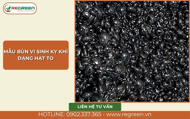 Mẫu bùn vi sinh kỵ khí dạng hạt to