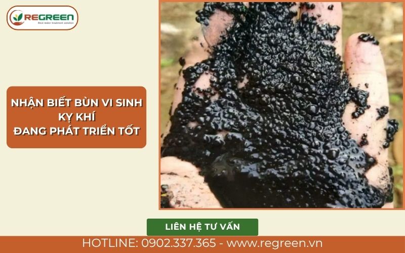 Dấu hiệu cho thấy bùn vi sinh kỵ khí đang phát triển tốt