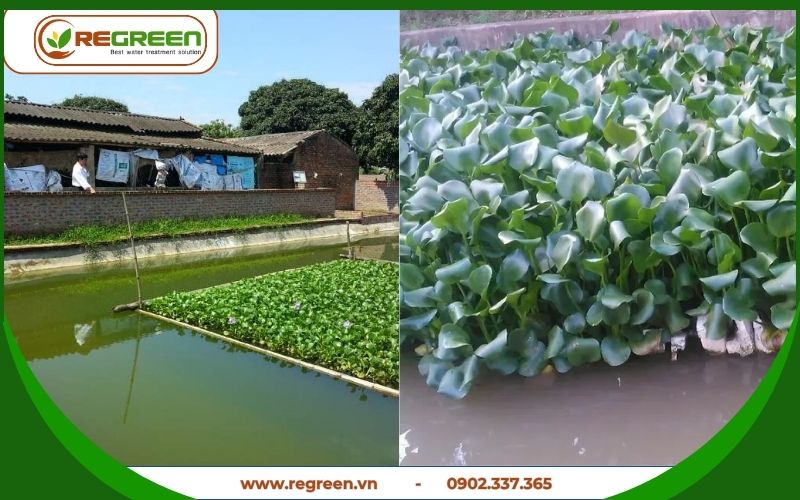cách xử lý ô nhiễm nguồn nước bằng phương pháp sinh học - bèo tây.