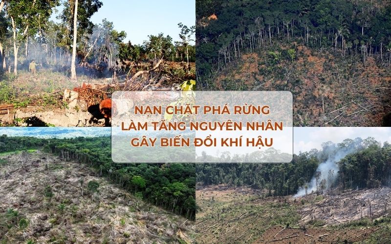 Nạn chặt phá rừng làm tăng nguyên nhân gây biến đổi khí hậu.