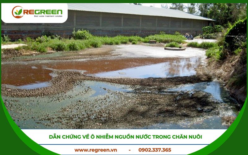 Dẫn chứng về ô nhiễm nguồn nước trong chăn nuôi