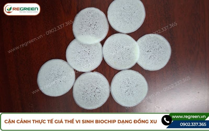 Cận cảnh thực tế giá thể vi sinh Biochip dạng đồng xu.