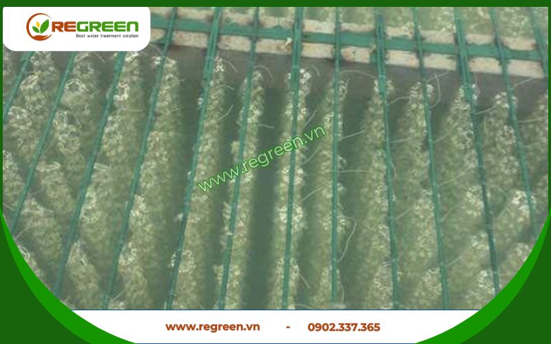 Regreen Việt Nam - nhà cung cấp giá thể vi sinh dạng sợi uy tín.